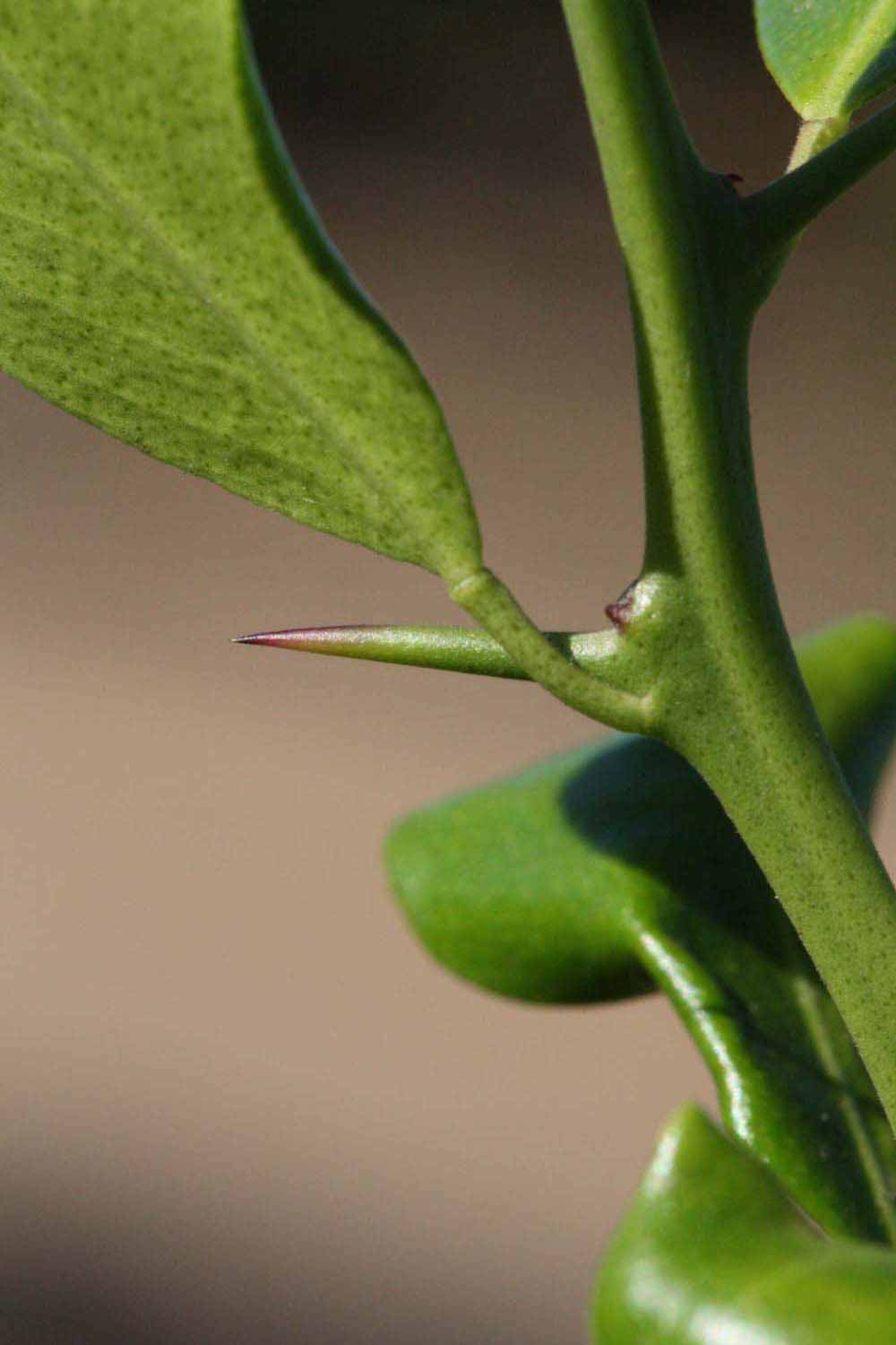            Petiole (Riverside, CA)   